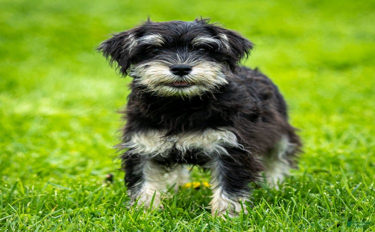 Miniature Schnauzer dogs for sale - Ad 1