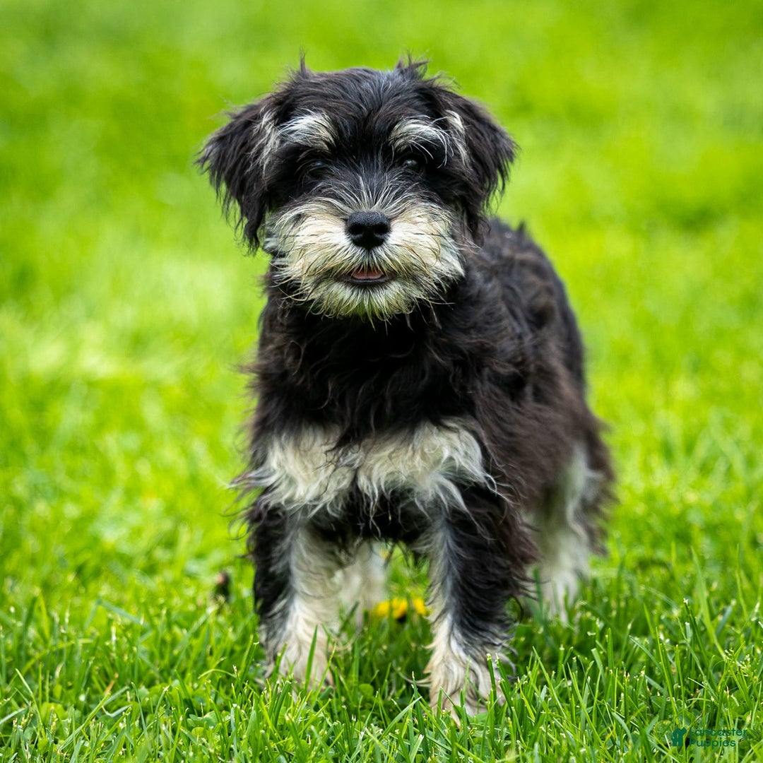 Miniature Schnauzer dogs for sale: Hugo - Image 8