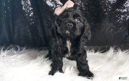 Cocker Spaniel dogs for sale: Coal - Image 3