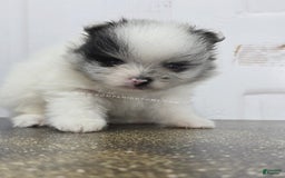 Pomeranian dogs for sale: Blue Eye - Blue Merle - Extreme Parti - Listing for pets: Blue Eye - Blue Merle - Extreme Parti - Image 9