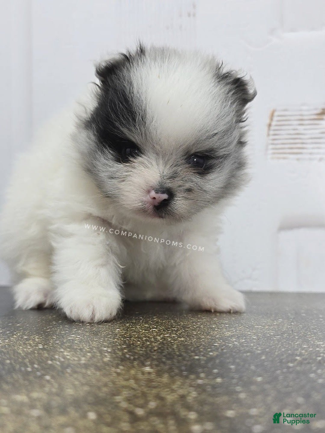 Pomeranian dogs for sale: Blue Eye - Blue Merle - Extreme Parti - Listing for pets: Blue Eye - Blue Merle - Extreme Parti - Image 9