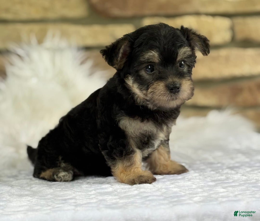 Morkie dogs for sale: Abbie - Image 2