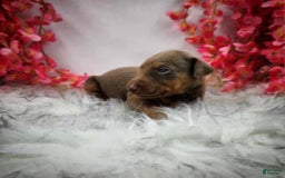 Doberman Pinscher dogs for sale: Willow - Image 1