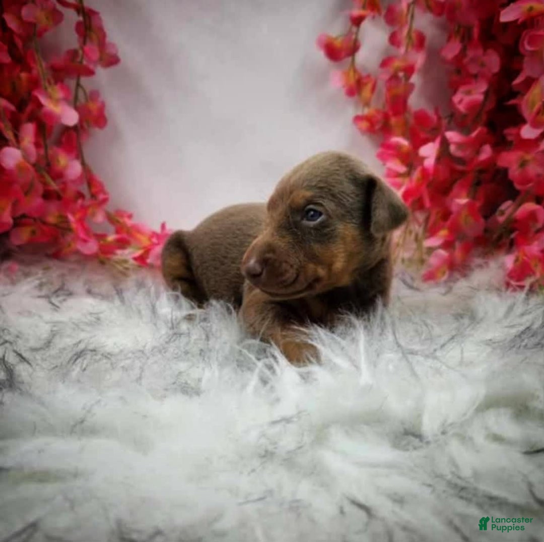 Doberman Pinscher dogs for sale: Willow - Image 1