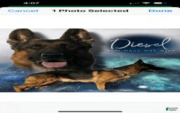 German Shepherd dogs for sale: Chanel - Image 5