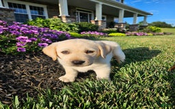 Labrador Retriever dogs for sale: Summer - Image 4