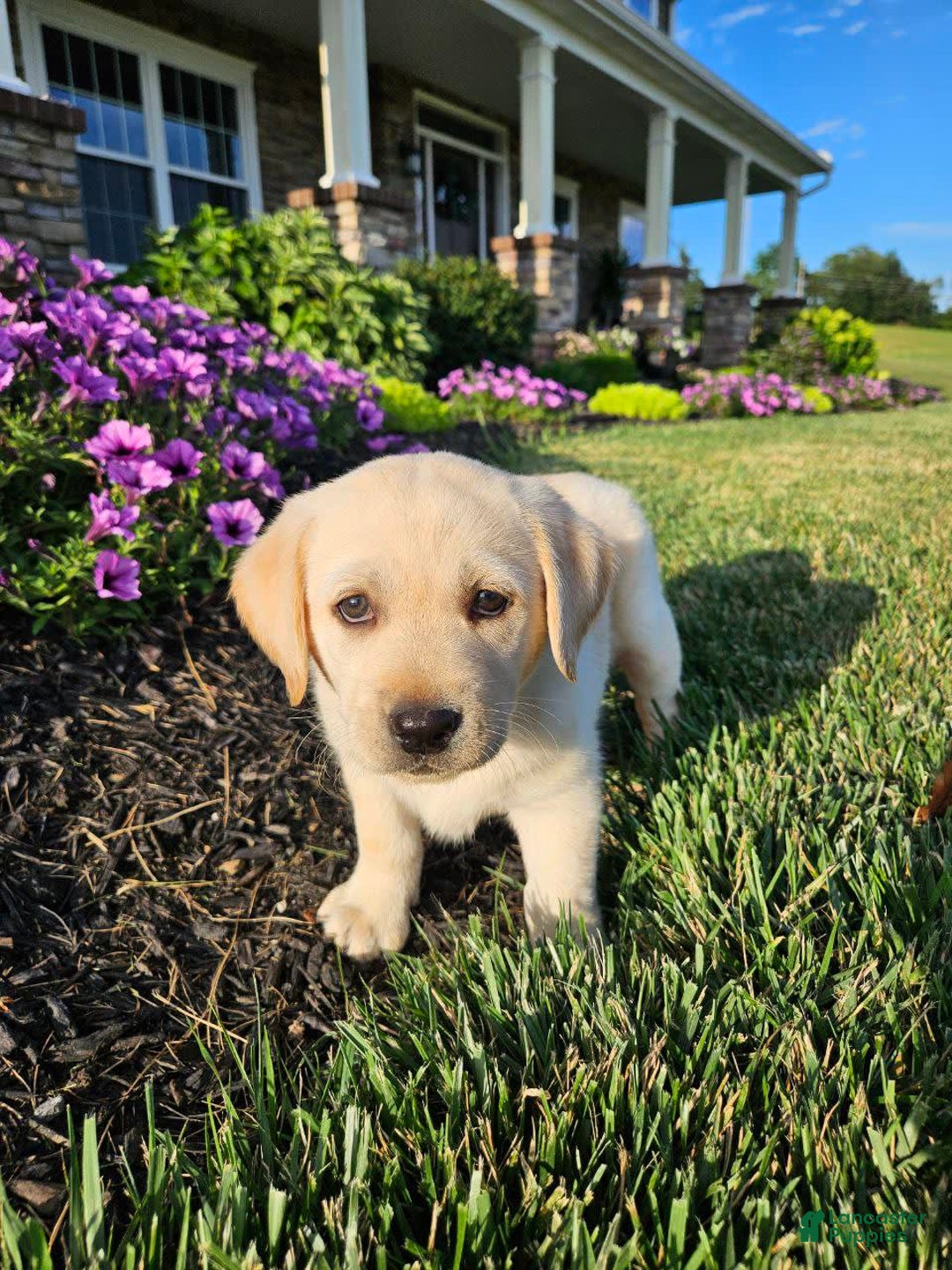 Labrador Retriever dogs for sale: Summer - Image 4