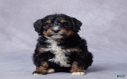 Mini Bernedoodle dogs for sale: Jade - Image 2