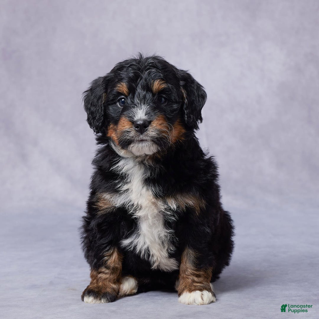 Mini Bernedoodle dogs for sale: Jade - Image 2