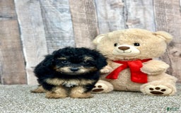 Shihpoo dogs for sale: Olive - Image 1