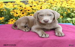 Labrador Retriever dogs for sale: Cadbury - Image 4
