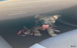 German Shepherd dogs for sale: Ulrick - Image 2