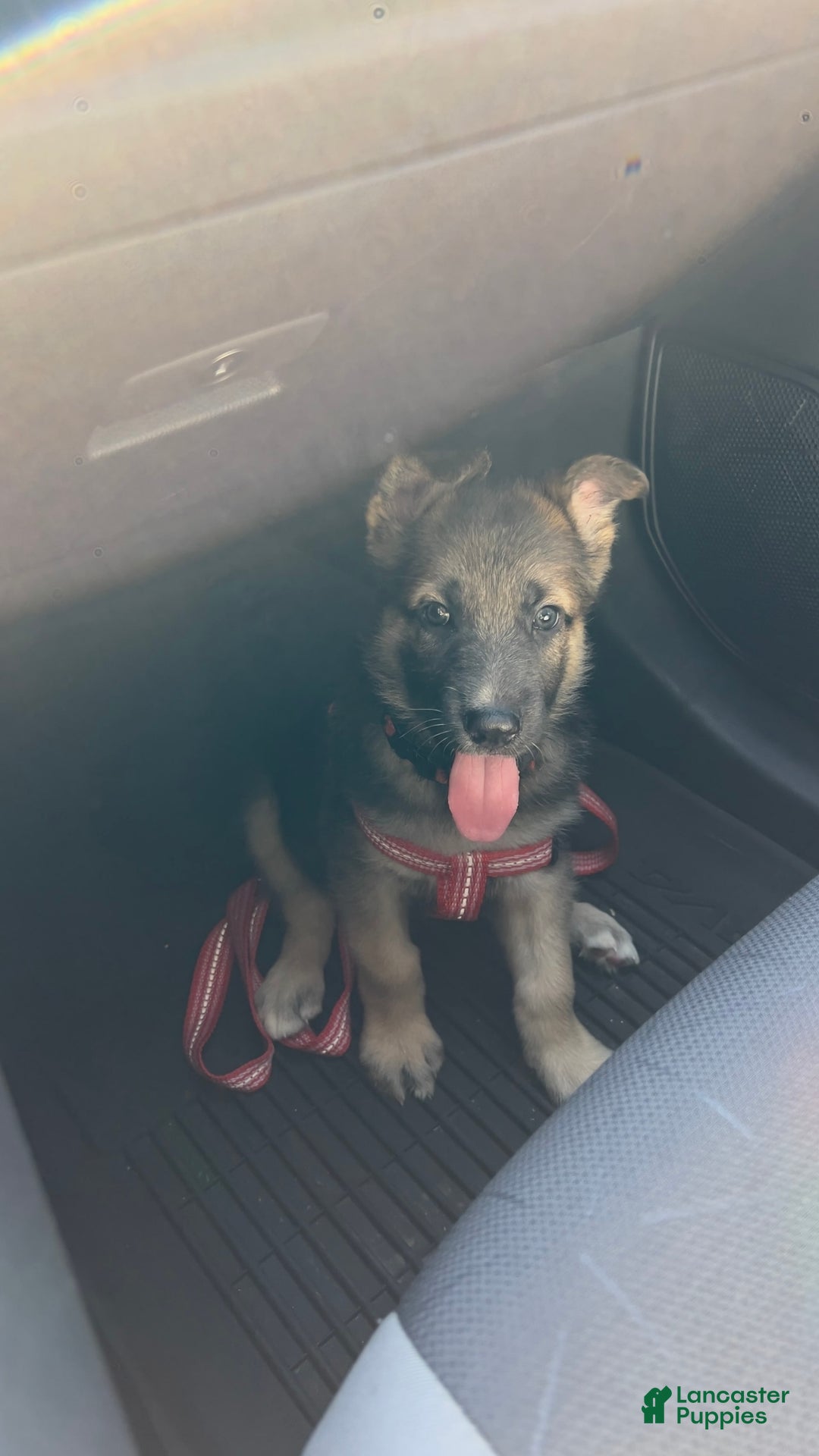 German Shepherd dogs for sale: Ulrick - Image 2
