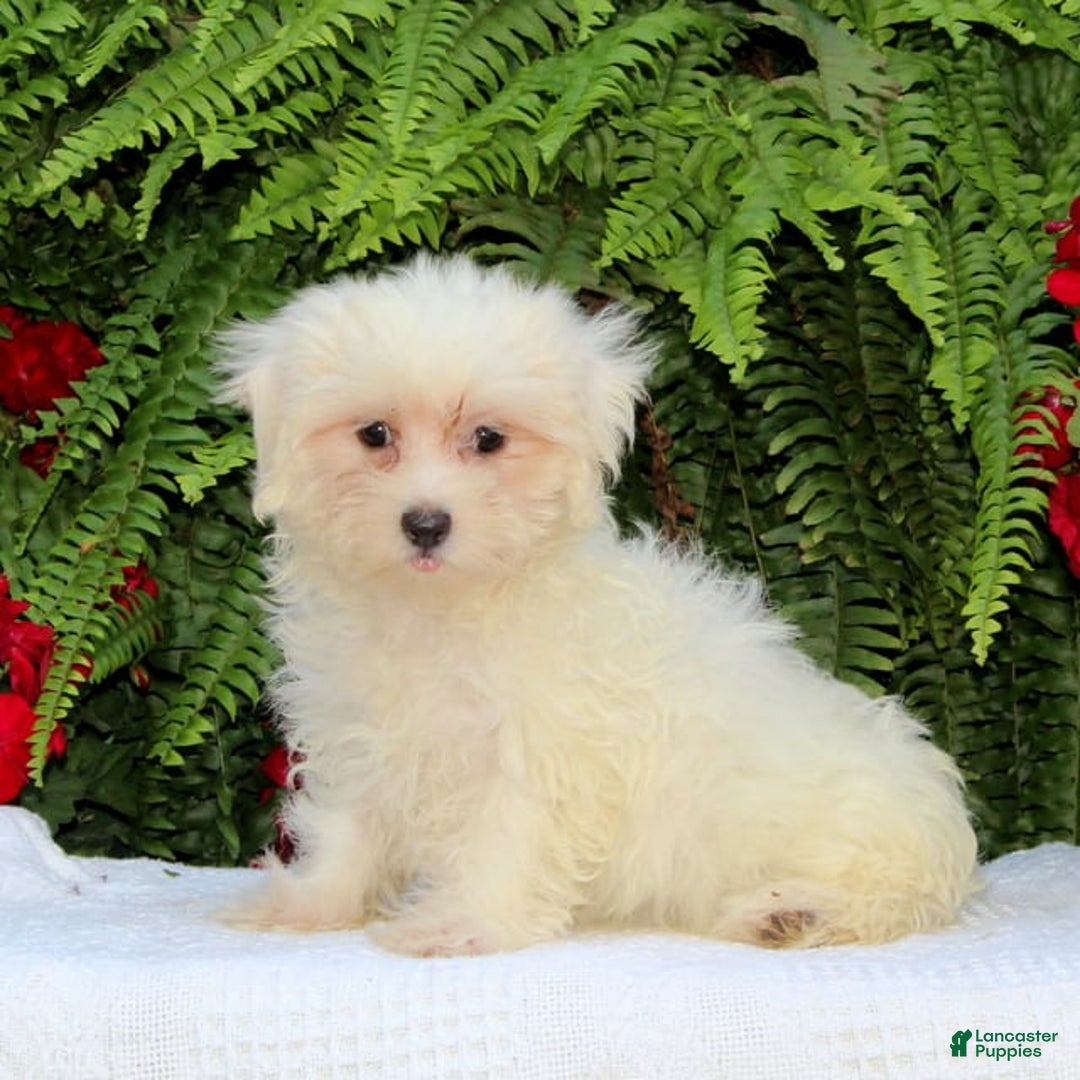 Maltese dogs for sale: Kourtney - Image 2