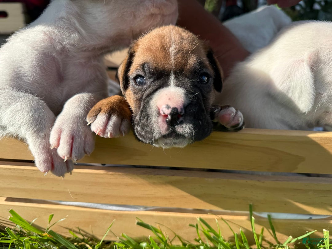 Boxer dogs for sale: Bellas Puppies - Image 1