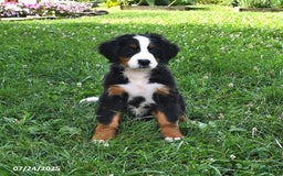 Bernese Mountain Dog dogs for sale: Lael - Image 8