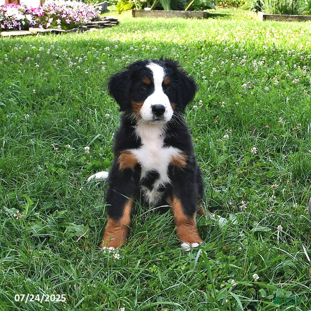 Bernese Mountain Dog dogs for sale: Lael - Image 8