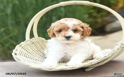 Toy Poodle dogs for sale: Nellie - Image 2
