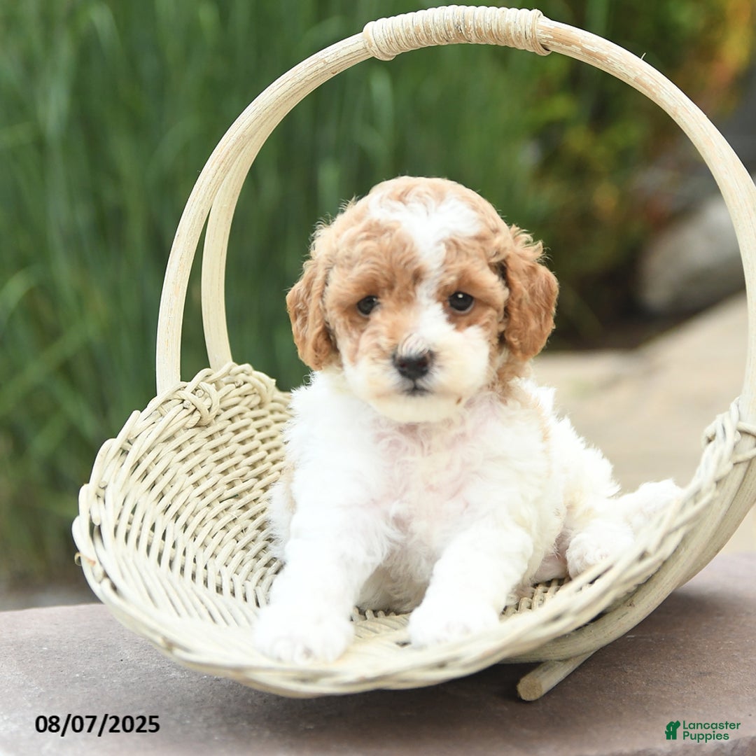 Toy Poodle dogs for sale: Nellie - Image 2