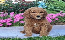 Goldendoodle dogs for sale: Roper - Image 2