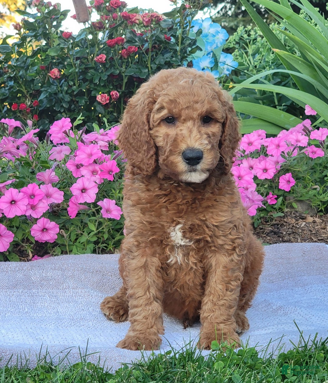 Goldendoodle dogs for sale: Roper - Image 2