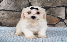 Bichpoo dogs for sale: Echo - Image 8