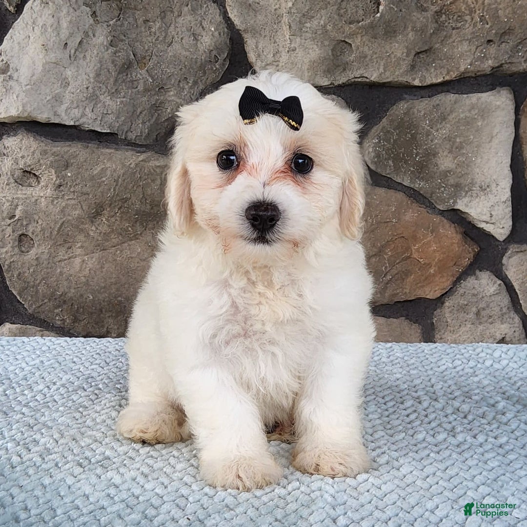 Bichpoo dogs for sale: Echo - Image 8