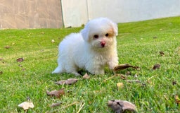 Toy Poodle dogs for sale: Ranger - Image 4