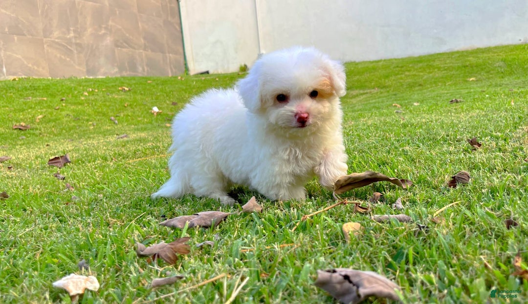 Toy Poodle dogs for sale: Ranger - Image 4