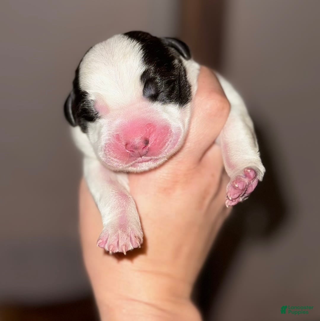 Saint Bernard dogs for sale: Violet - Image 1
