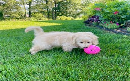 Doxiepoo dogs for sale: Darrin - Image 6