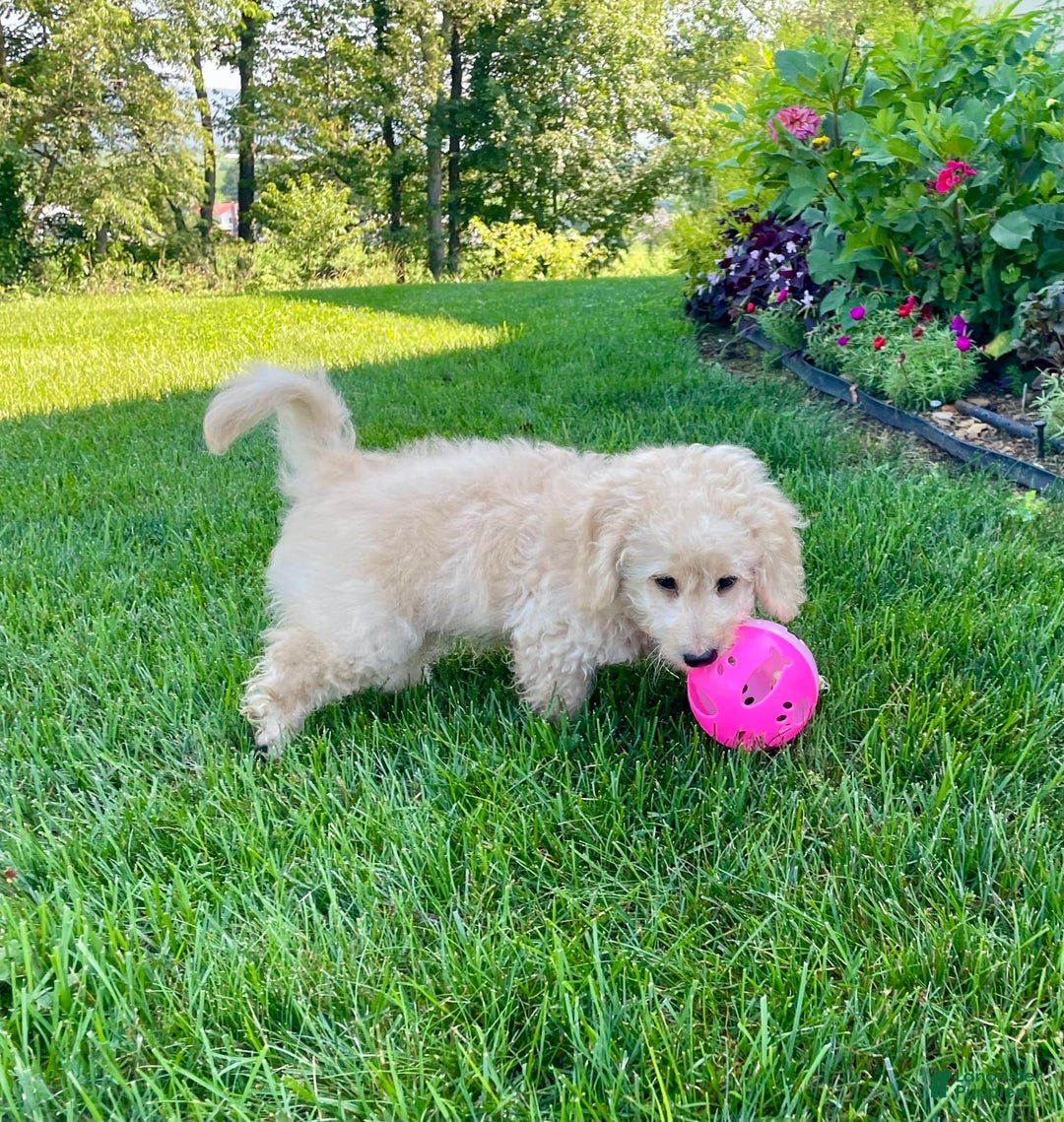 Doxiepoo dogs for sale: Darrin - Image 6