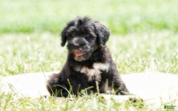 Portuguese Water Dog dogs for sale: Boots - Image 19