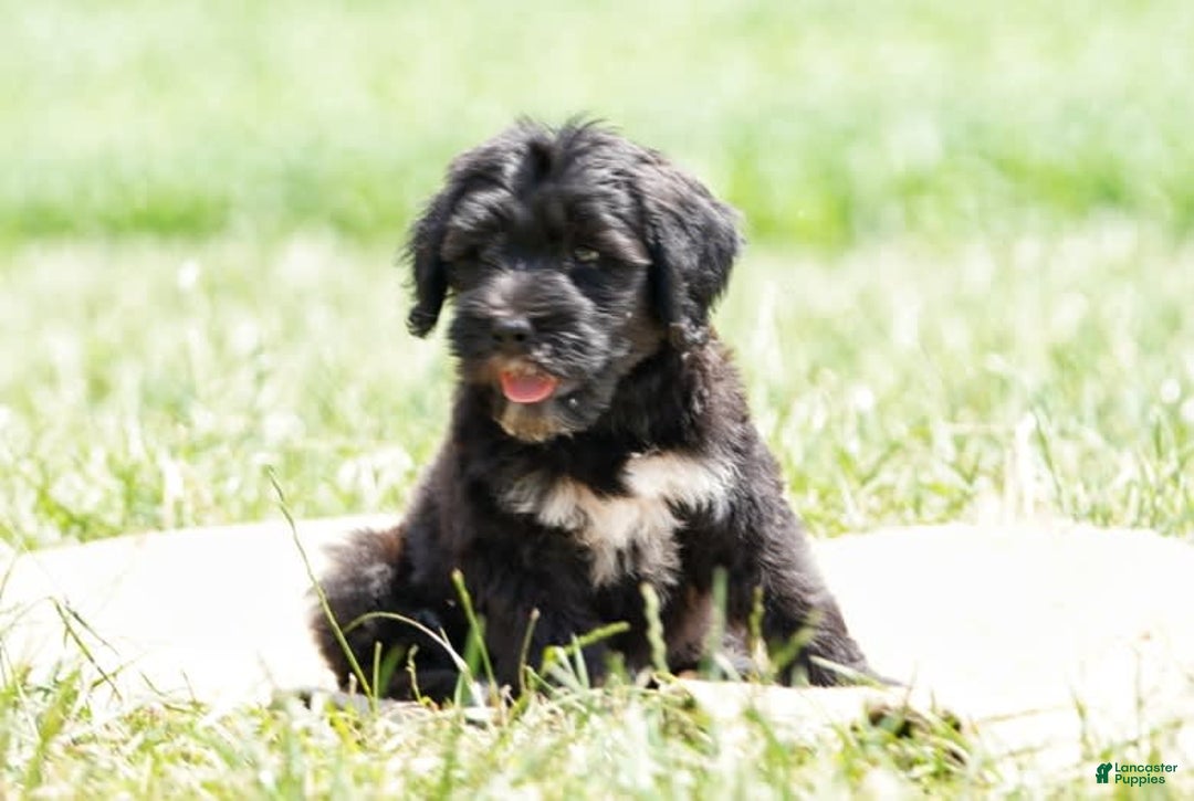 Portuguese Water Dog dogs for sale: Boots - Image 19