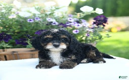 Cavapoo dogs for sale: Kisses - Image 3