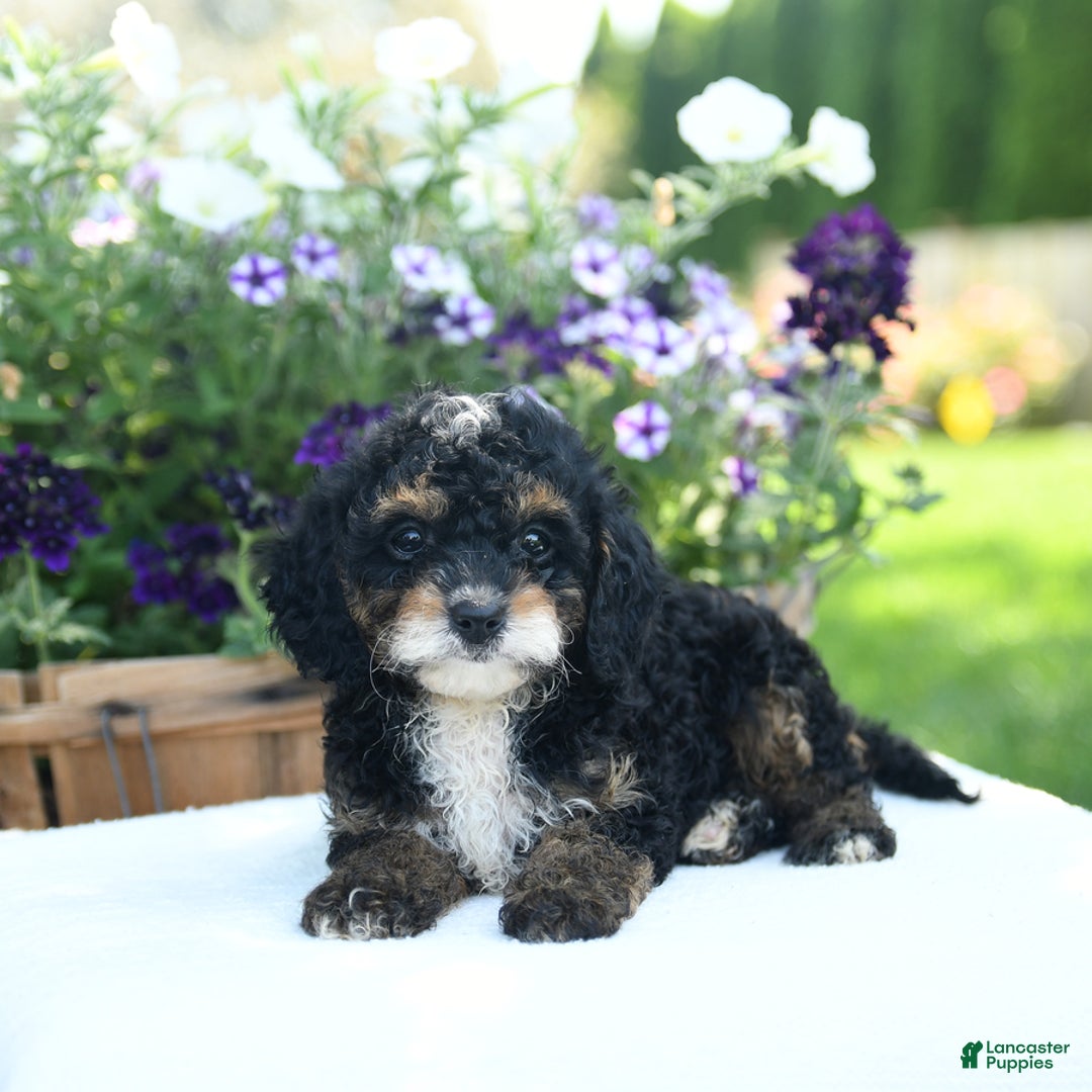 Cavapoo dogs for sale: Kisses - Image 3