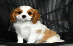 Cavalier King Charles Spaniel dogs for sale: Isaiah - Image 2