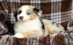 Australian Shepherd dogs for sale: Barley - Image 8