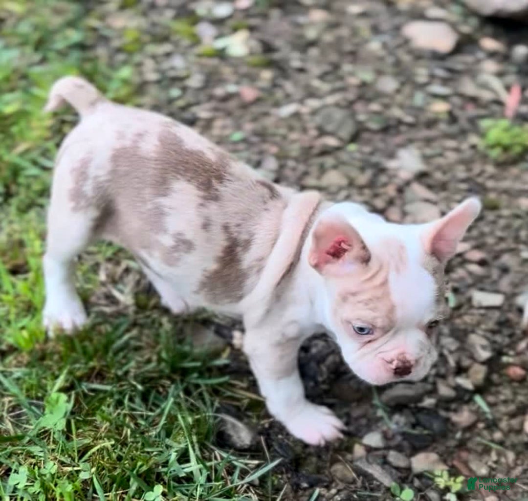 Frenchton dogs for sale: Frankie - Image 2