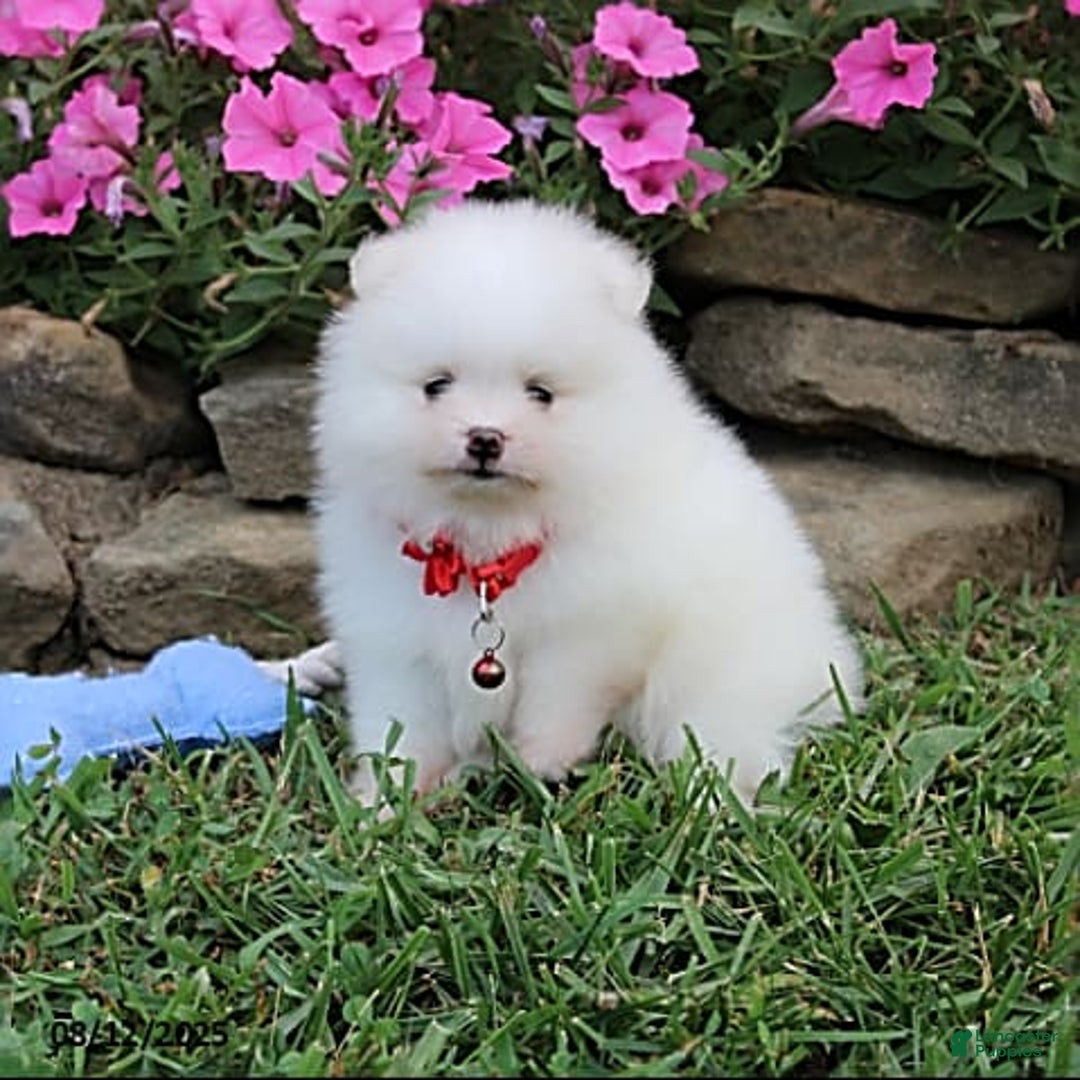 Pomeranian dogs for sale: Kaden - Image 2