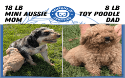 Mini Aussiedoodle dogs for sale: Rover - Image 2