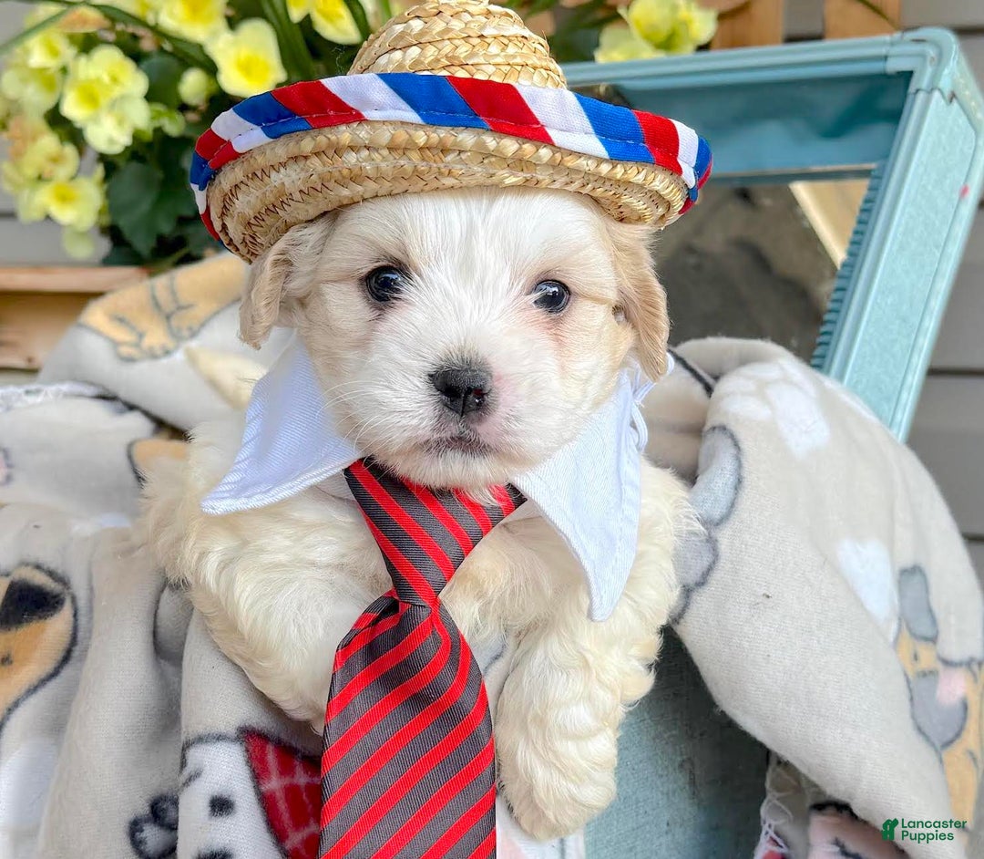 Teddy Bear dogs for sale: Arthur - Image 1