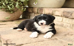 Border Collie dogs for sale: Marco - Image 2