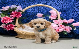 Cavapoo dogs for sale: Bailey - Image 3