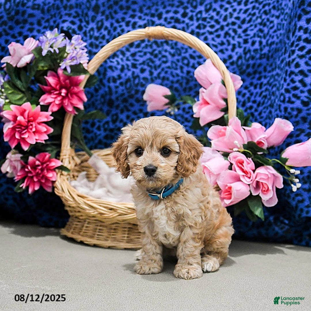 Cavapoo dogs for sale: Bailey - Image 3