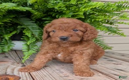 Mini Goldendoodle dogs for sale: Mini -lilly - Image 2