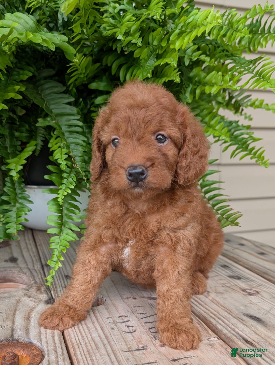 Mini Goldendoodle dogs for sale: Mini -lilly - Image 2