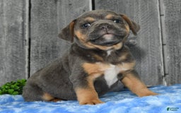 Beabull dogs for sale: Kimmy - Image 4
