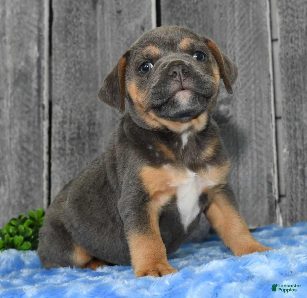 Beabull dogs for sale: Kimmy - Image 4