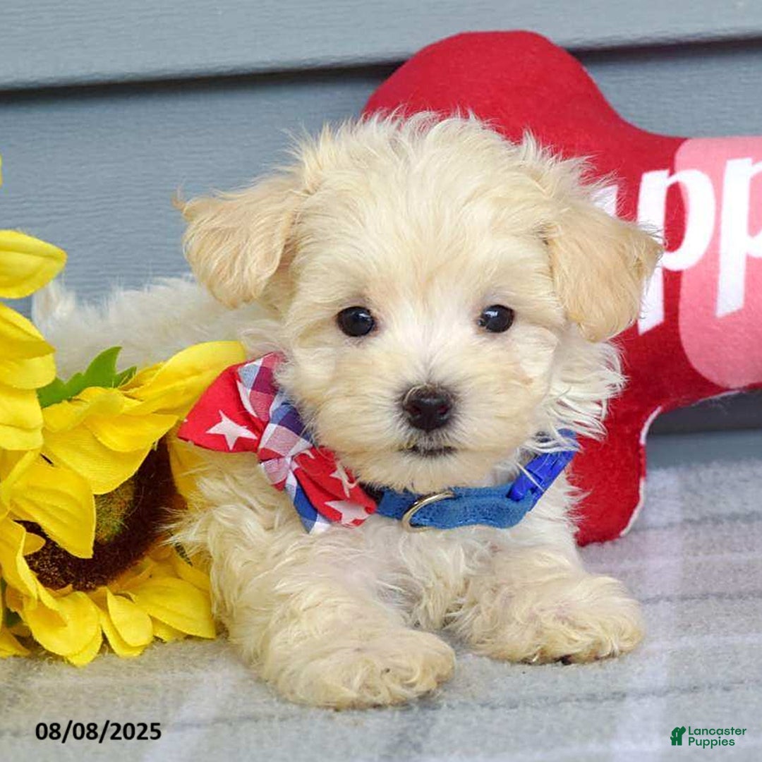 Maltipoo dogs for sale: Mason - Image 1